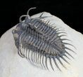 Amazing Spiny Comura Trilobite - #9469-1